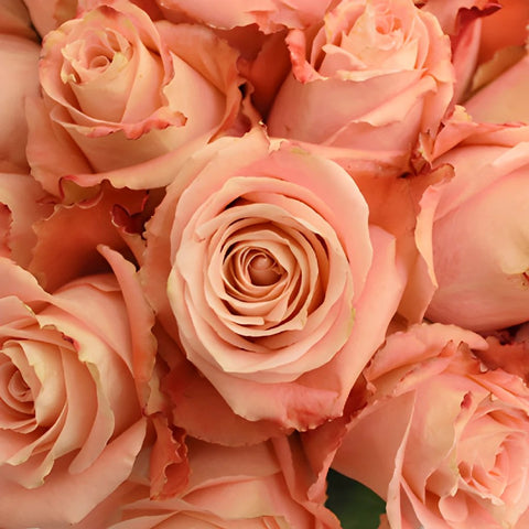 Peachy Pink Fado Rose