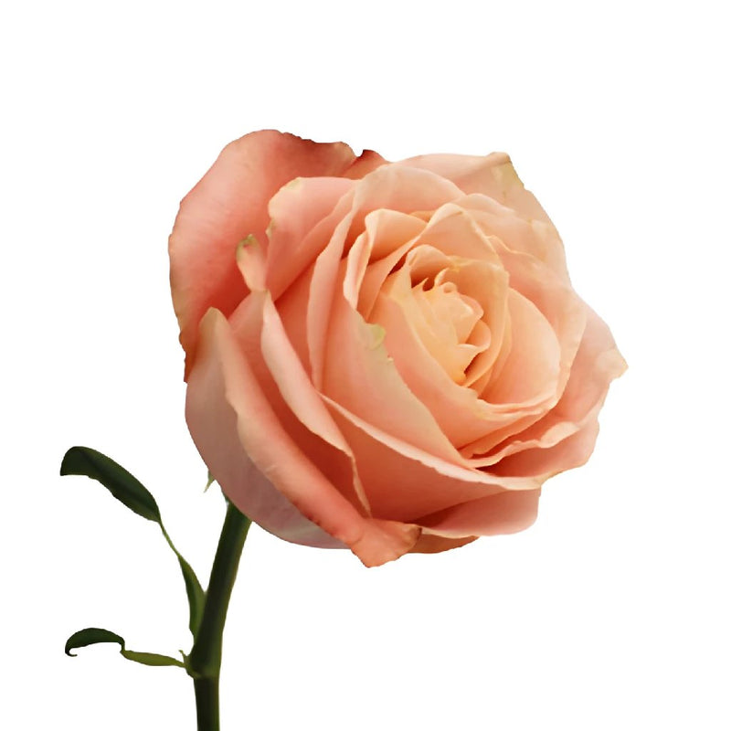 Peachy Pink Fado Rose