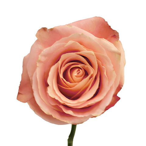 Peachy Pink Fado Rose