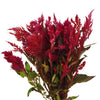 Raspberry Burgundy Feather Celosia