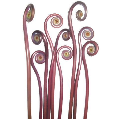 Wedding greenery fiddlehead fern filler flowers sold near me