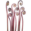 Fiddlehead Fern Filler Greenery