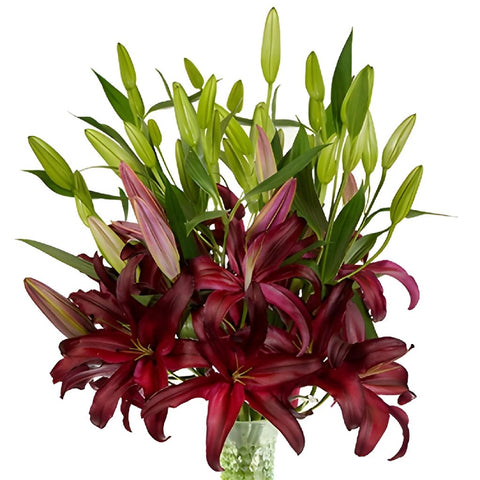 Cabernet Red Oriental Lily