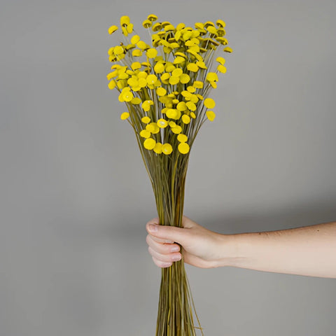 Dried Yellow Floral Buttons