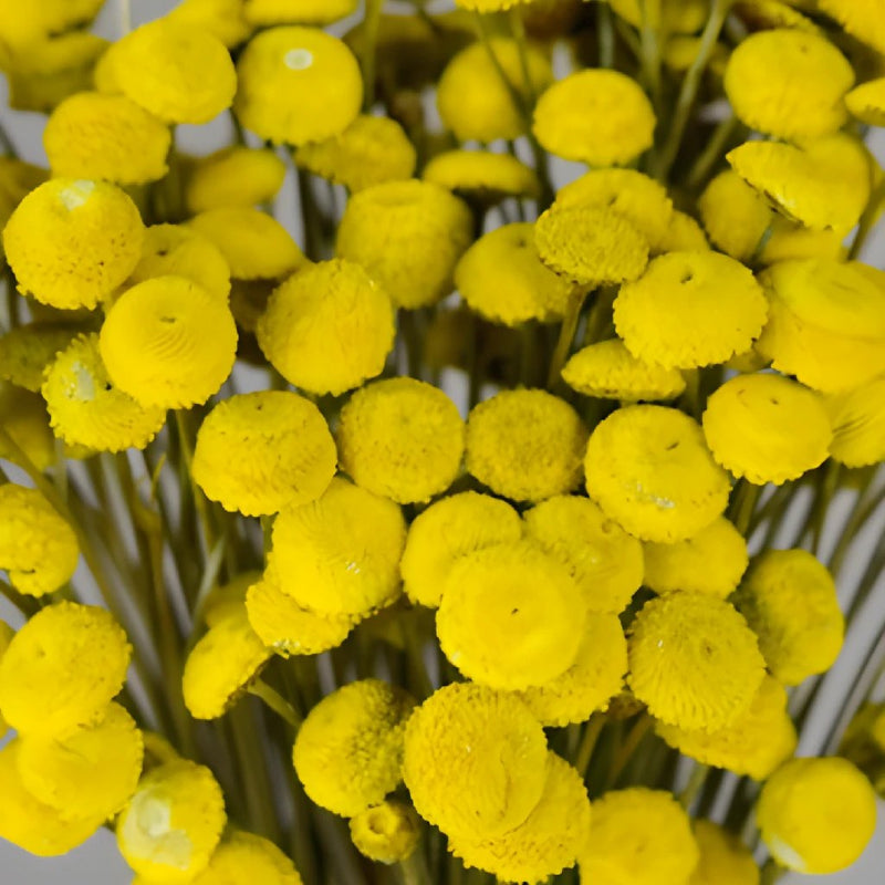 Dried Yellow Floral Buttons