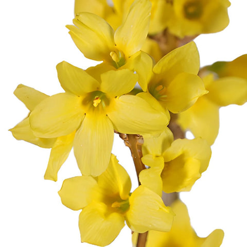 20 Inch Yellow Forsythia Blooming Branches