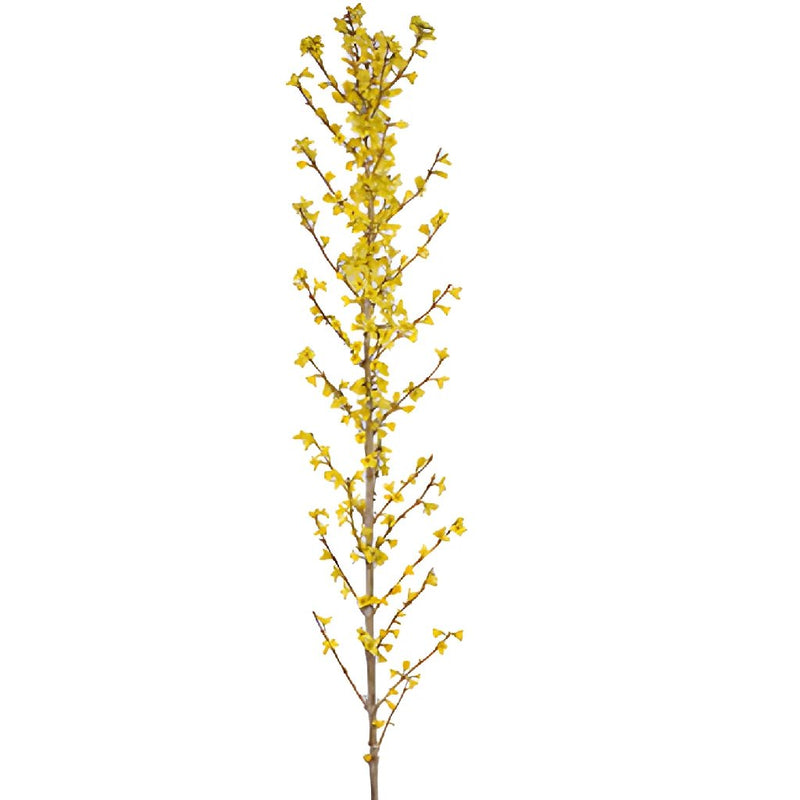 20 Inch Yellow Forsythia Blooming Branches