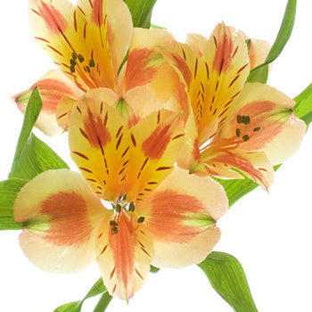 Fruit Punch Alstroemeria Flowers