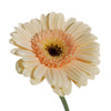 Mini Gerbera Daisies Blush Peach