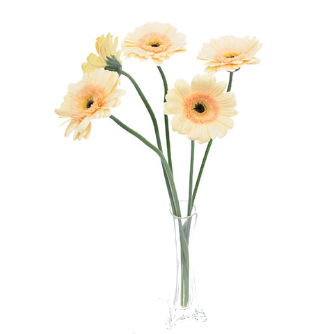 Mini Gerbera Daisies Blush Peach