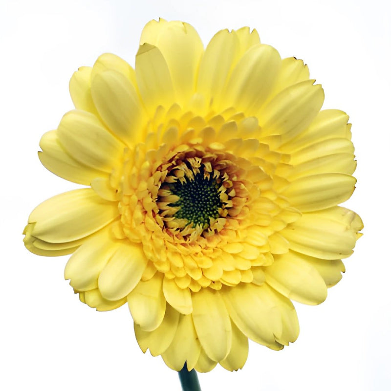Mini Gerber Daisies Ophir Yellow