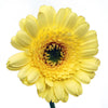 Mini Gerber Daisies Ophir Yellow