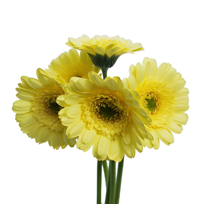 Mini Gerber Daisies Ophir Yellow