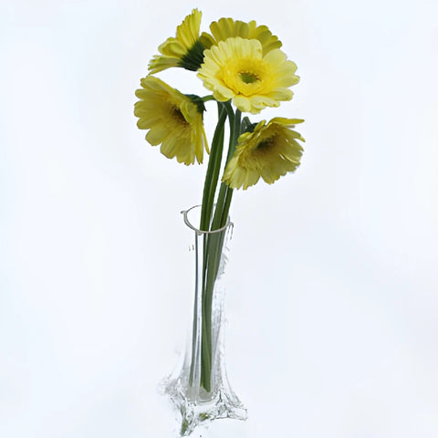 Mini Gerber Daisies Ophir Yellow