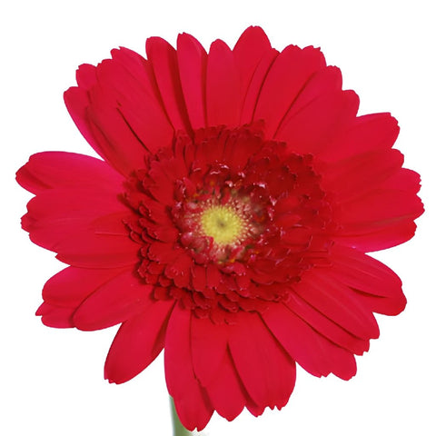 Mini Gerbera Daisies Mistletoe Berry Red