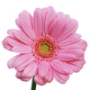 Mini Gerbera Daisies Peter Pan Pink
