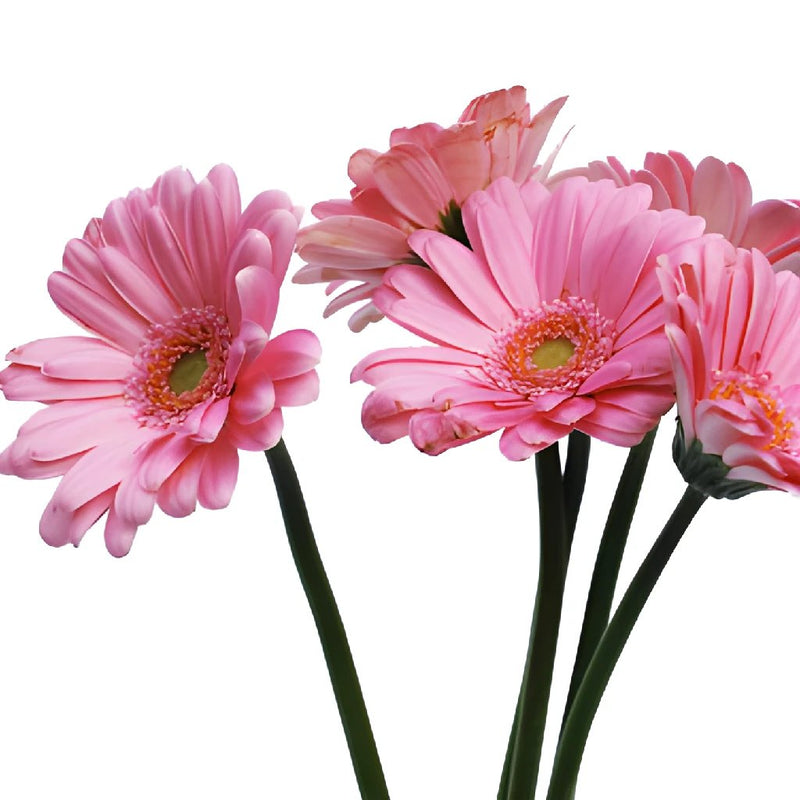 Mini Gerbera Daisies Peter Pan Pink
