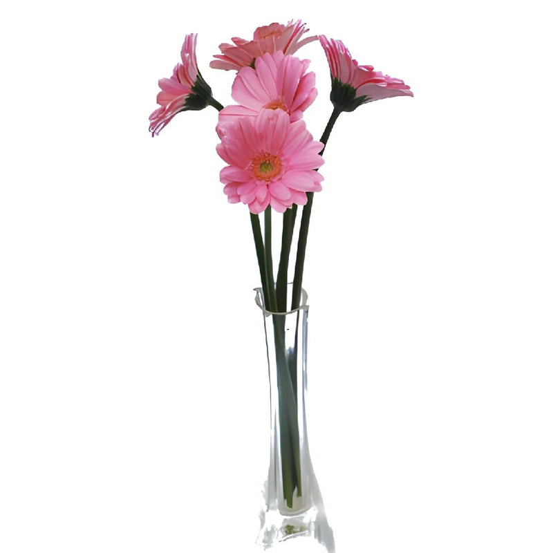 Mini Gerbera Daisies Peter Pan Pink
