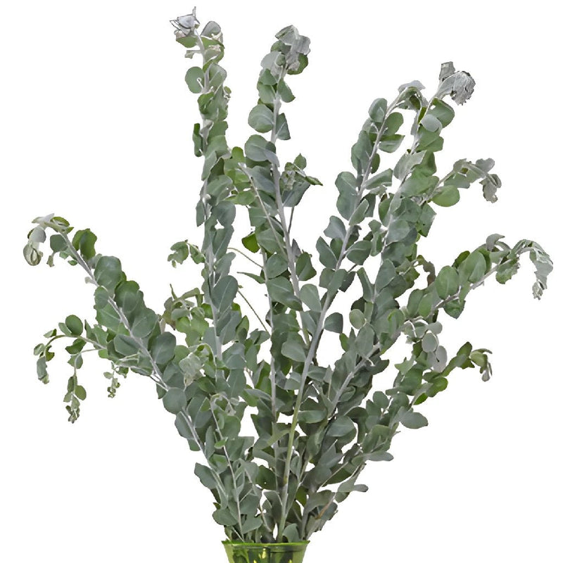 Wholesale greenery green acacia fresh cut filler flowers sold as bulk