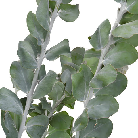 Wedding greenery green acacia fresh filler flowers sold near me