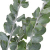Green Acacia Fresh Greens