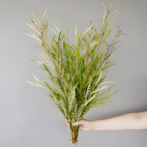 Grevillea Fresh Greens