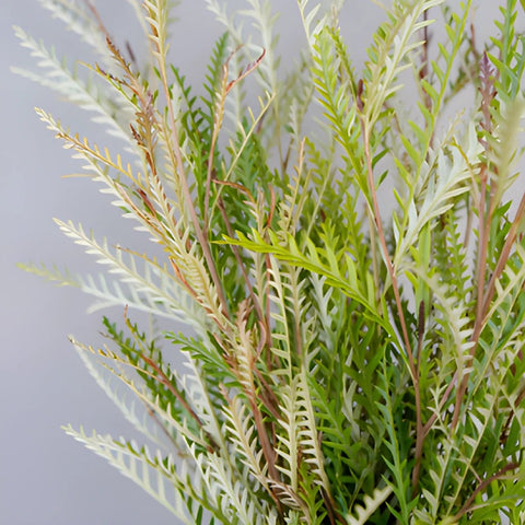 Wedding greenery grevillea fresh filler flowers sold near me