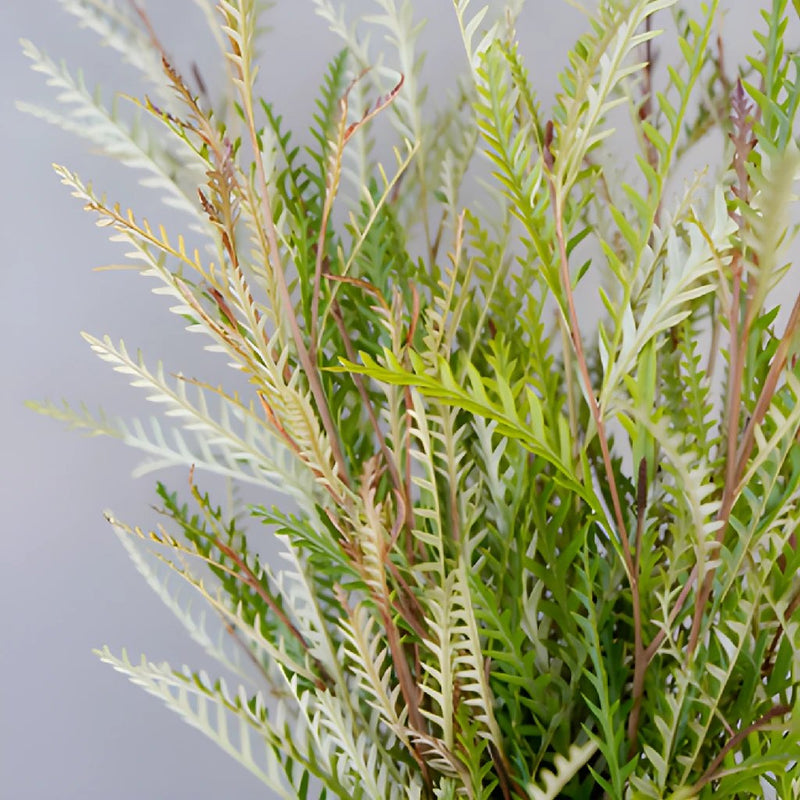 Wedding greenery grevillea fresh filler flowers sold near me
