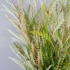 Grevillea Fresh Greens