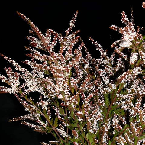 Calycina Heather White Flower