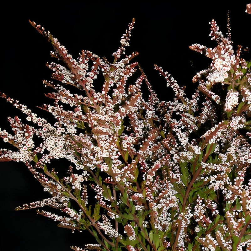 Calycina Heather White Flower