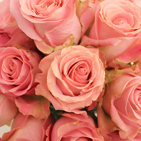 Hermosa Pink Rose