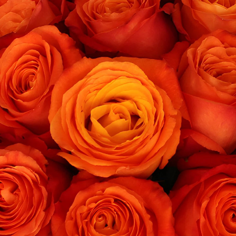 High and Intenzz Fresh Rose