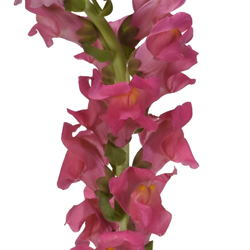 Snapdragon Hot Pink Flower