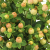 Hypericum Berries Yellow Peach Flower