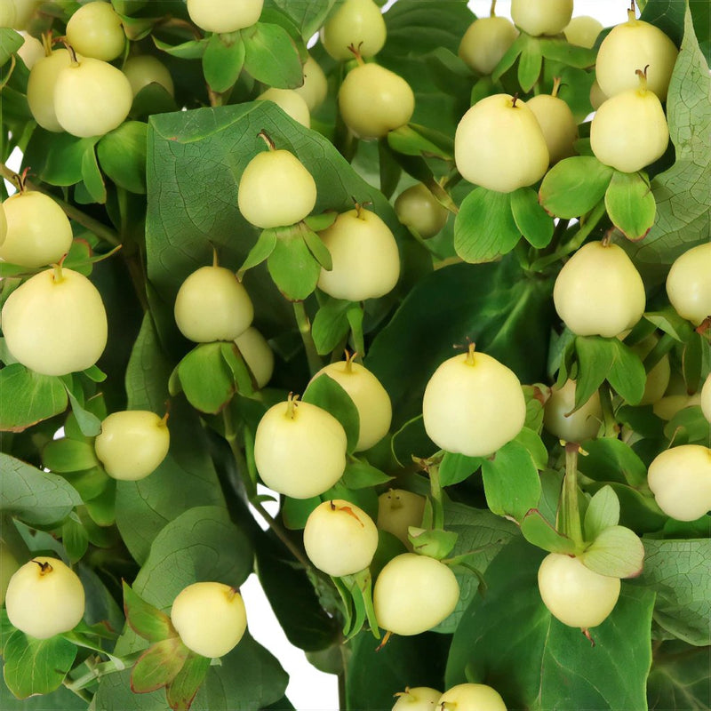 Ivory Designer Hypericum Berries
