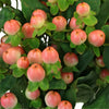 Peaches and Cream Designer Hypericum Berries
