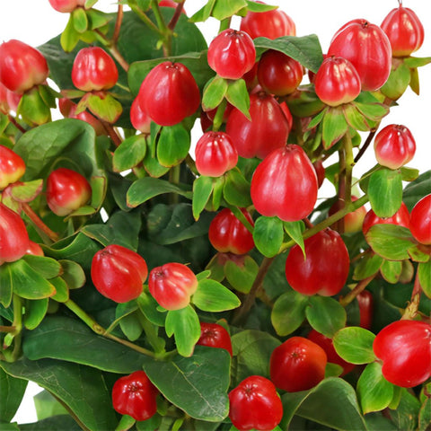 Red Designer Hypericum Berries