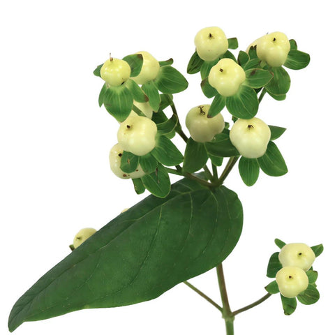 Creamy White Hypericum Berries