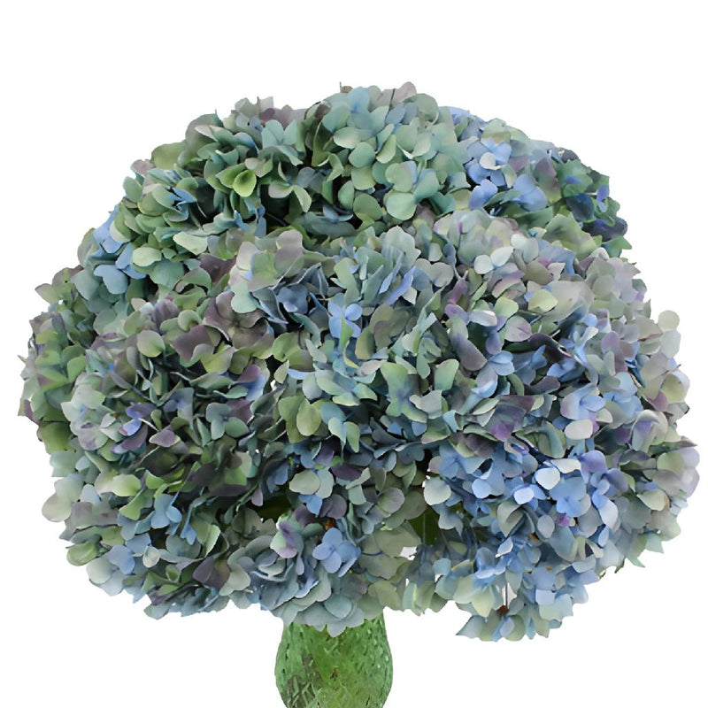 Antique Blue Jumbo Hydrangea