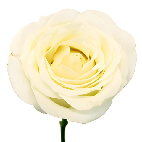 Soft White Sweetheart Roses