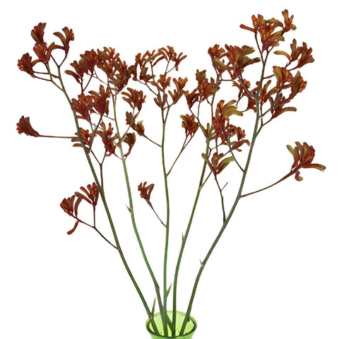 Red Designer Kangaroo Paw Flowers