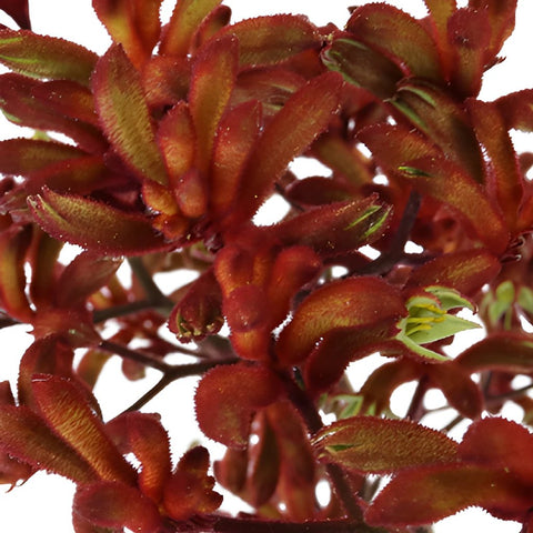 Red Designer Kangaroo Paw Flowers