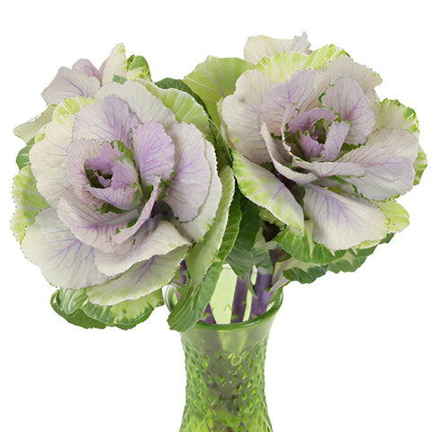 Lilac Wedding Kale Flower