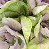Lilac Wedding Kale Flower