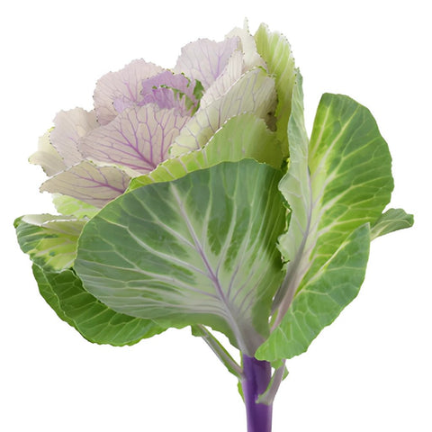 Lilac Wedding Kale Flower