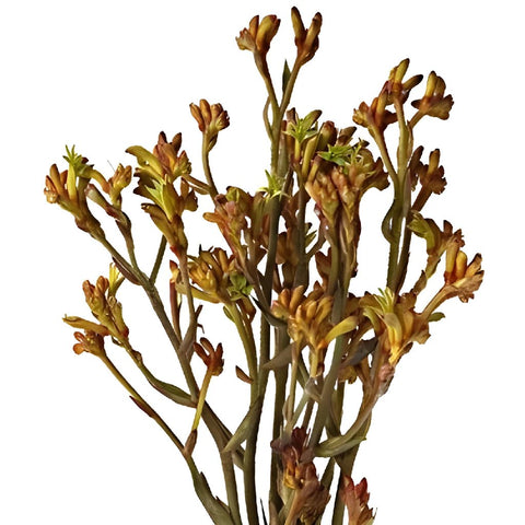 Kangaroo Paw Bulk Orange Flowers