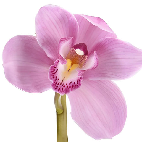 Cymbidium Orchids Pink Bulk Flower Overnight