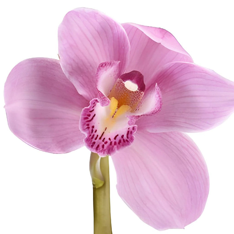 Cymbidium Orchids Pink Bulk Flower Overnight
