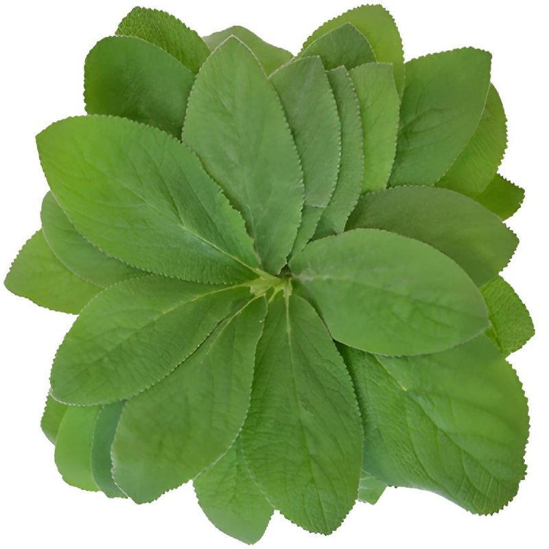 Lamb's Ear Greenery